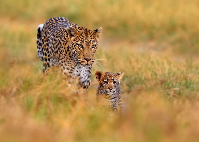 Tanzania Short & Sweet Safari